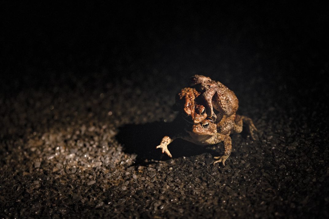 Eastern American toad with two males on her back