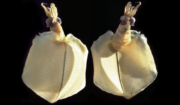 The Pacific bigfin squid (Magnapinna pacifica) in the Smithsonian collections that Mike Vecchione and Richard E. Young used to describe the deepest-known species of squid. (Richard E. Young)