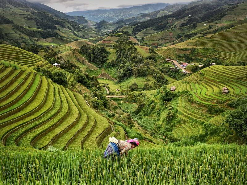 Growing rice | Smithsonian Photo Contest | Smithsonian Magazine