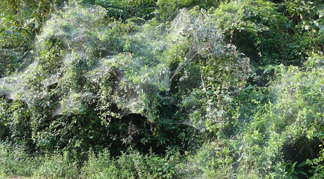 image of a large spider web covering many trees in a tropical forest