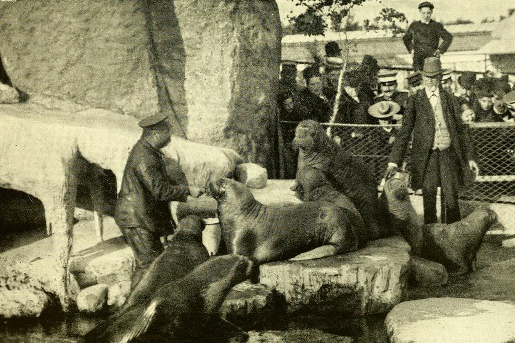 Hagenbeck poses alongside walruses at a zoo.