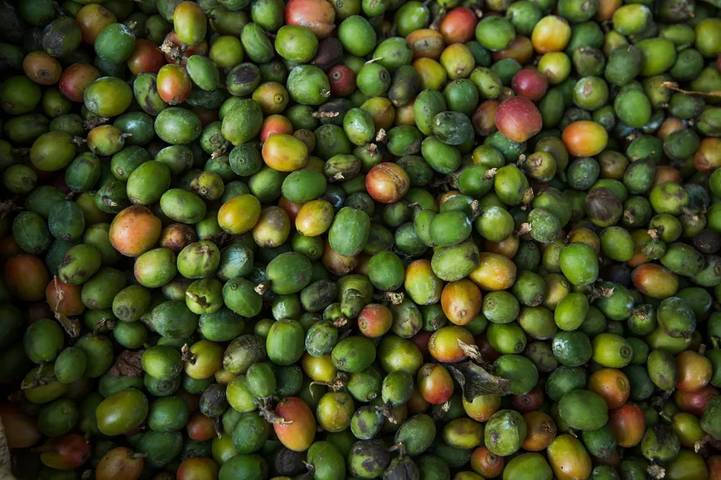 Arabica beans CREDIT Prakash Matada.jpg