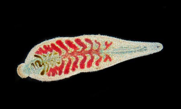 Small freshwater leech thumbnail
