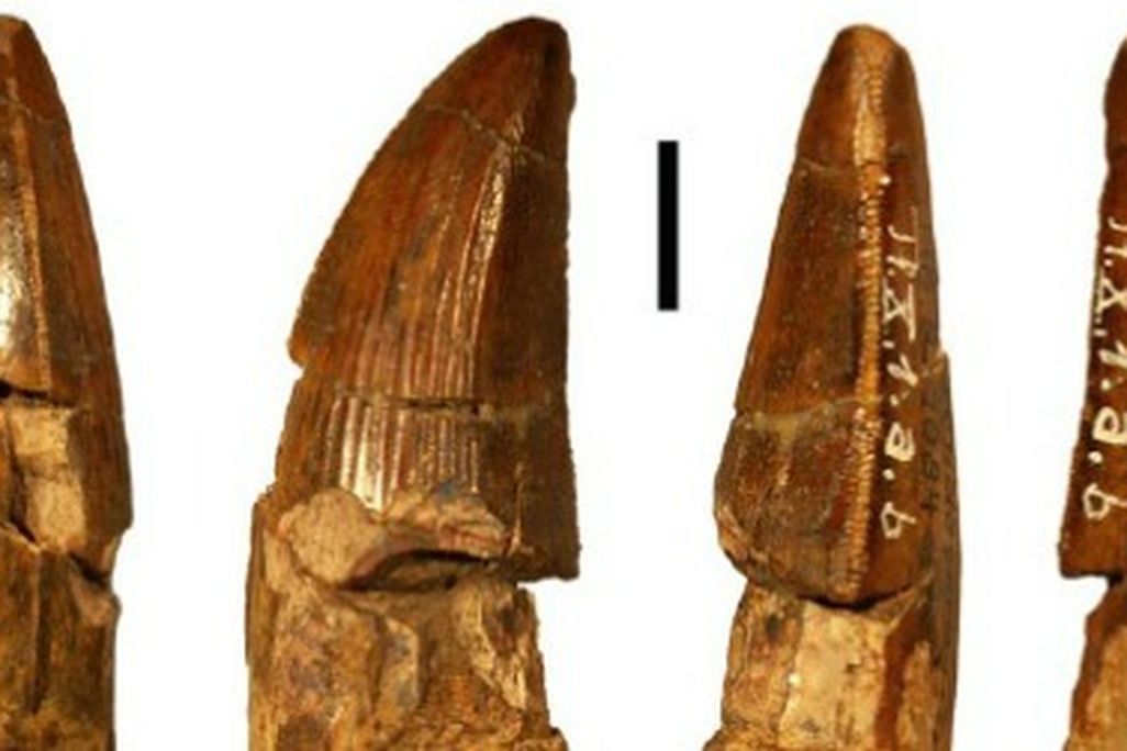 Ostrafrikasaurus