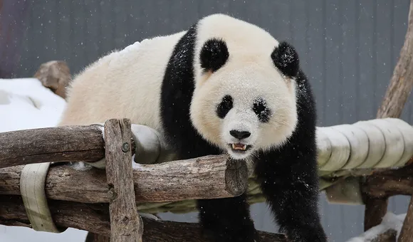 National Zoo and Conservation Biology Institute Blog | Smithsonian