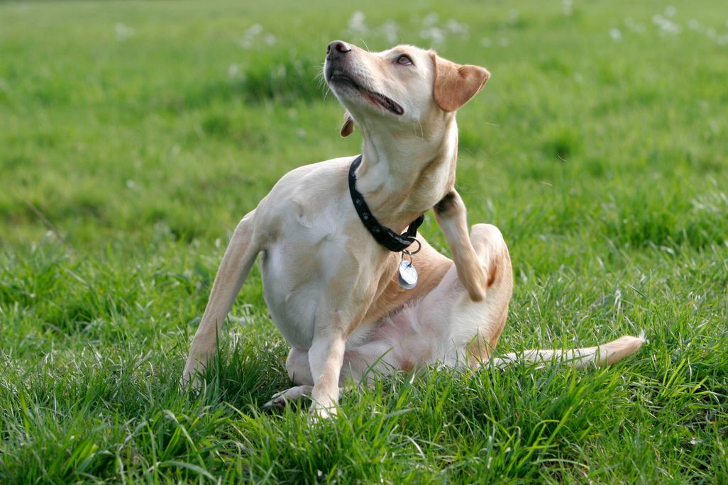 dog scratching