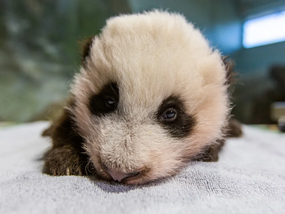 The National Zoo Reveals Its New Panda Cub's Name | At the Smithsonian|  Smithsonian Magazine