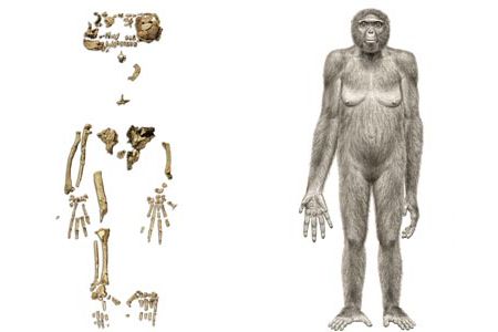 Ardi (right) lived in a forest in Africa.  Her fossil skeleton shows that she walked upright and yet had an opposable toe, good for climbing trees.