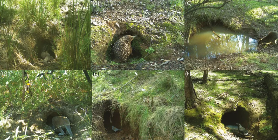 Six frames of images showing different animals interacting with a wombat burrow