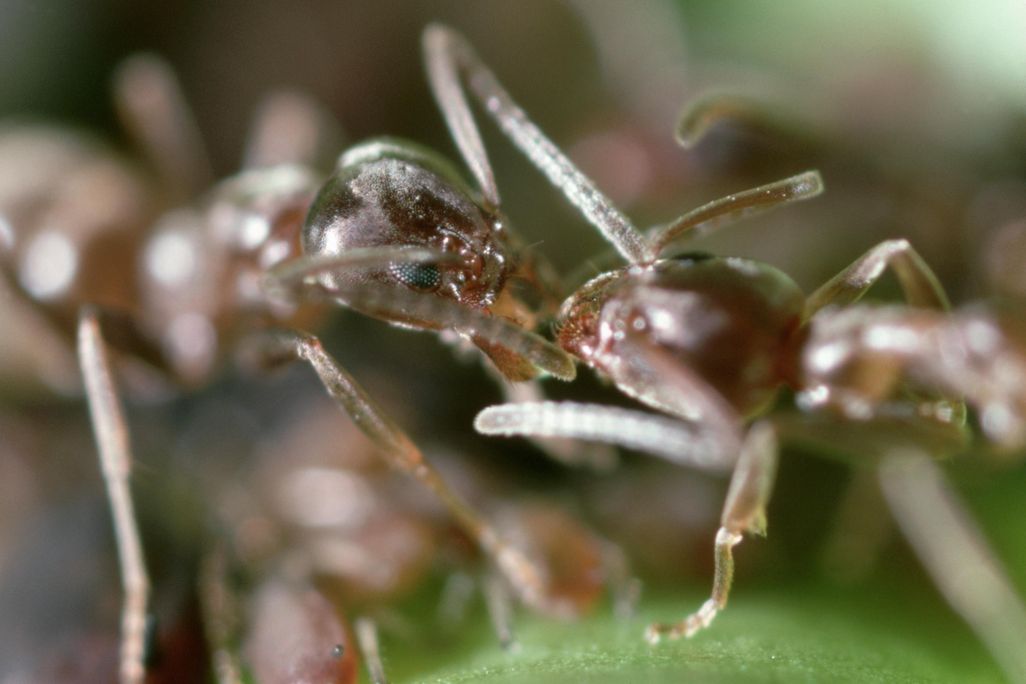 Argentine ants