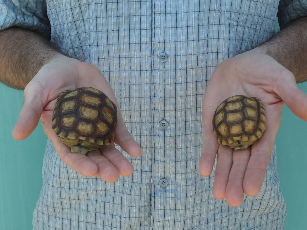 To Save Desert Tortoises, Make Conservation a Real-Life Video Game