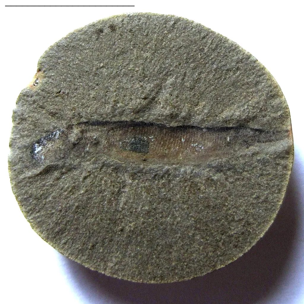 on a circular piece of rock, a fossil imprint of a thin swimming creature