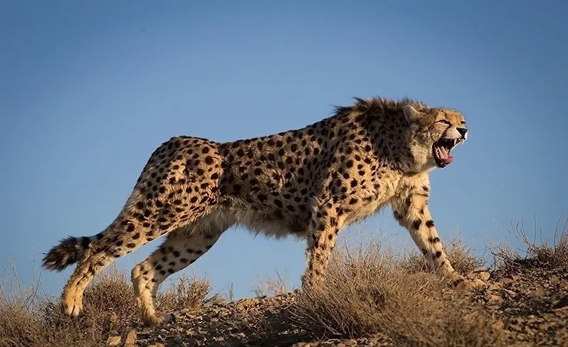 Asiatic cheetah roars on hillside
