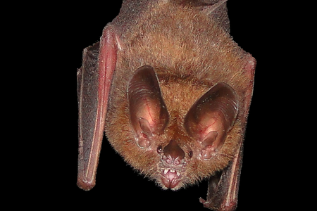 This bat gleans insects from leaves. A team of researchers discovered that by approaching a leaf at an oblique angle, it can use its echolocation system to detect stationary insects in the dark.