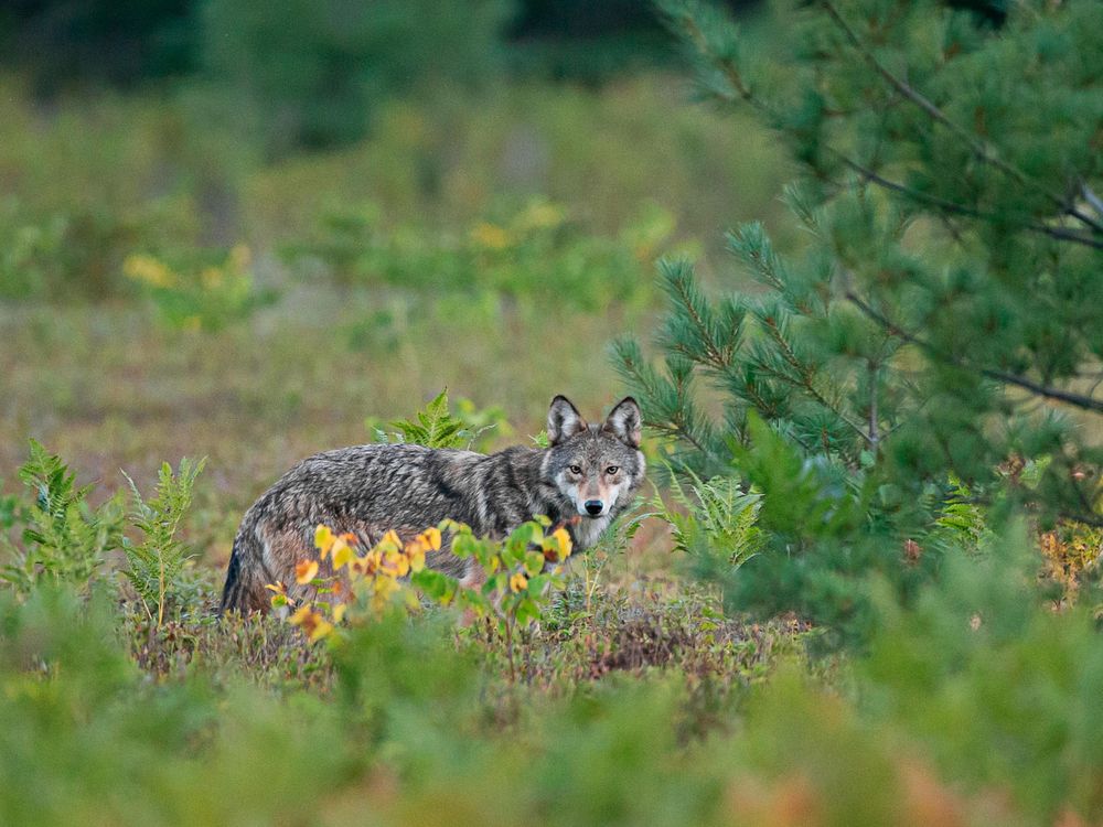 Algonquinwolfstare.jpg