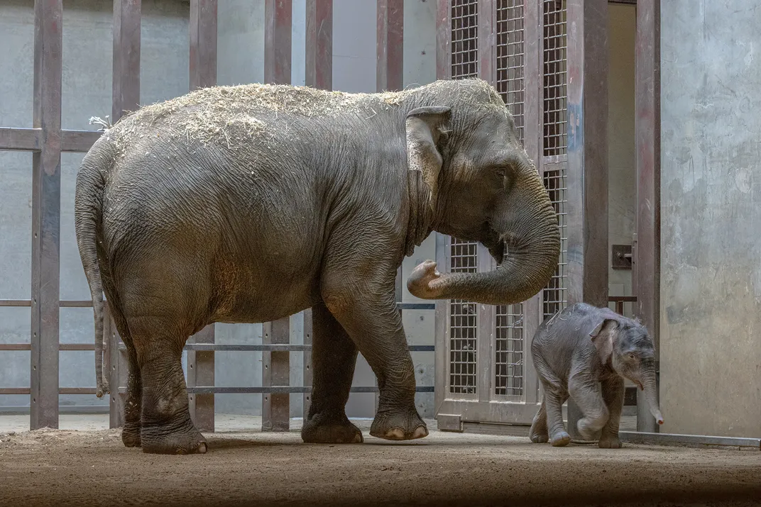 an adult and baby elephant indoors