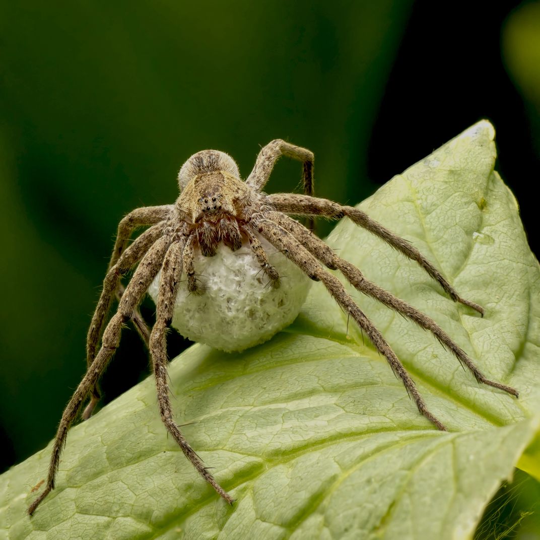 A Female Wolf Spider Carries Her Egg Sac Through The Underbrush 