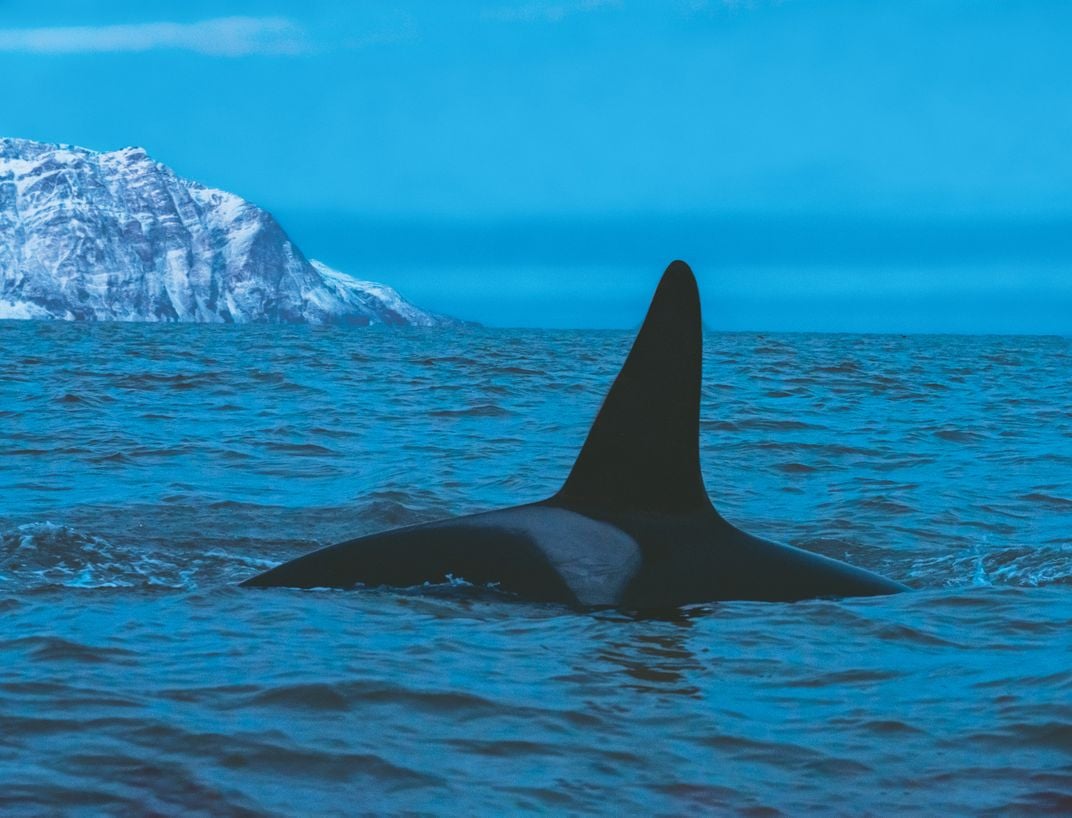an orca swims off the coastline