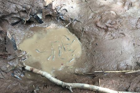 These ephemeral puddles are the birthplace, home and grave of the killifish.