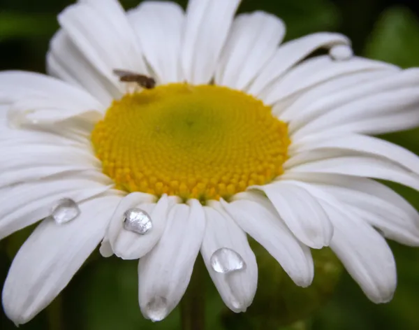 After the Rain thumbnail