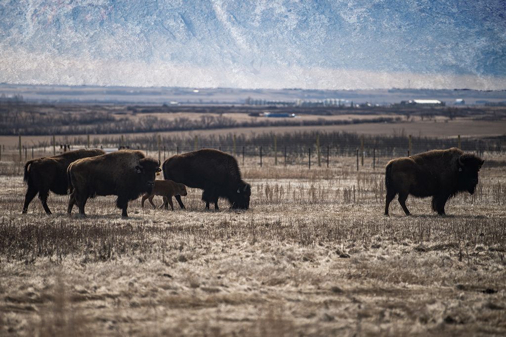 Bison herd with petroglyph overlaid atop the sky