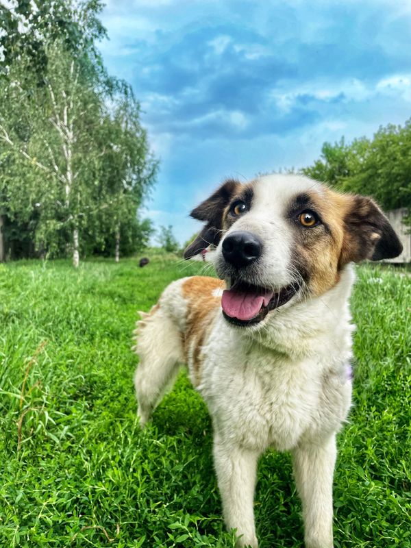 Prima donna dog shelter thumbnail