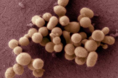 Researchers at the J. Craig Venter Institute created their first self-replicating synthetic bacteria, JCVI-syn1.0 (shown here in a scanning electron micrograph) in 2010.