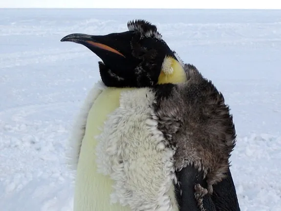 emperor penguin