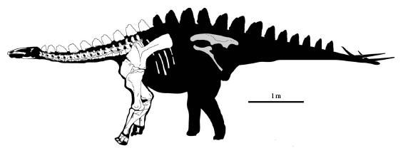 20110520083119miragaia-stegosaur-dinosaur-bones.jpg