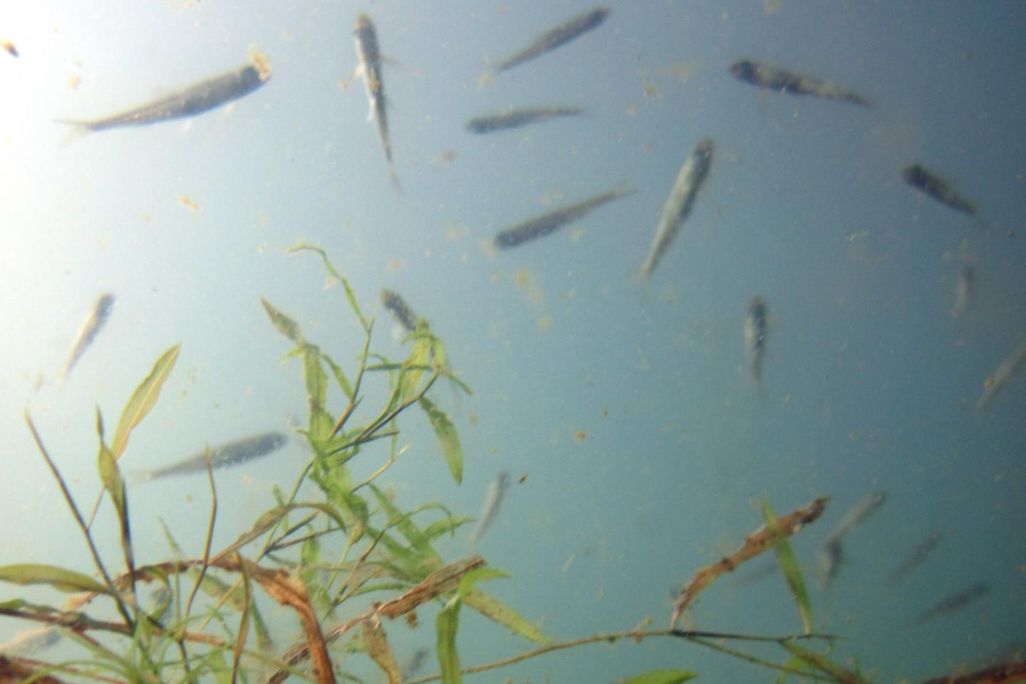 fish in a lake