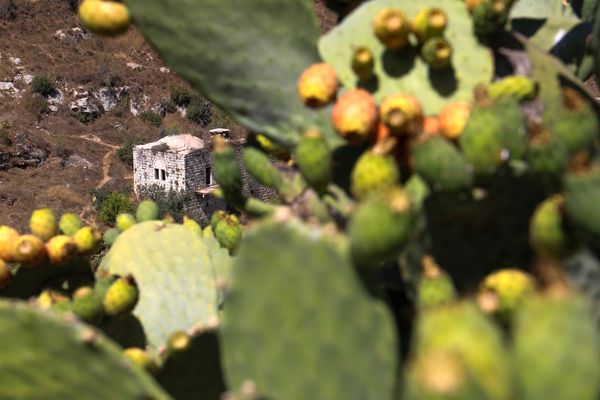 Sabers plants in the Abandoned Village of Maliha thumbnail