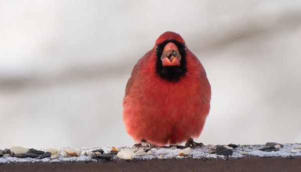 Seed-eating cardinal thumbnail