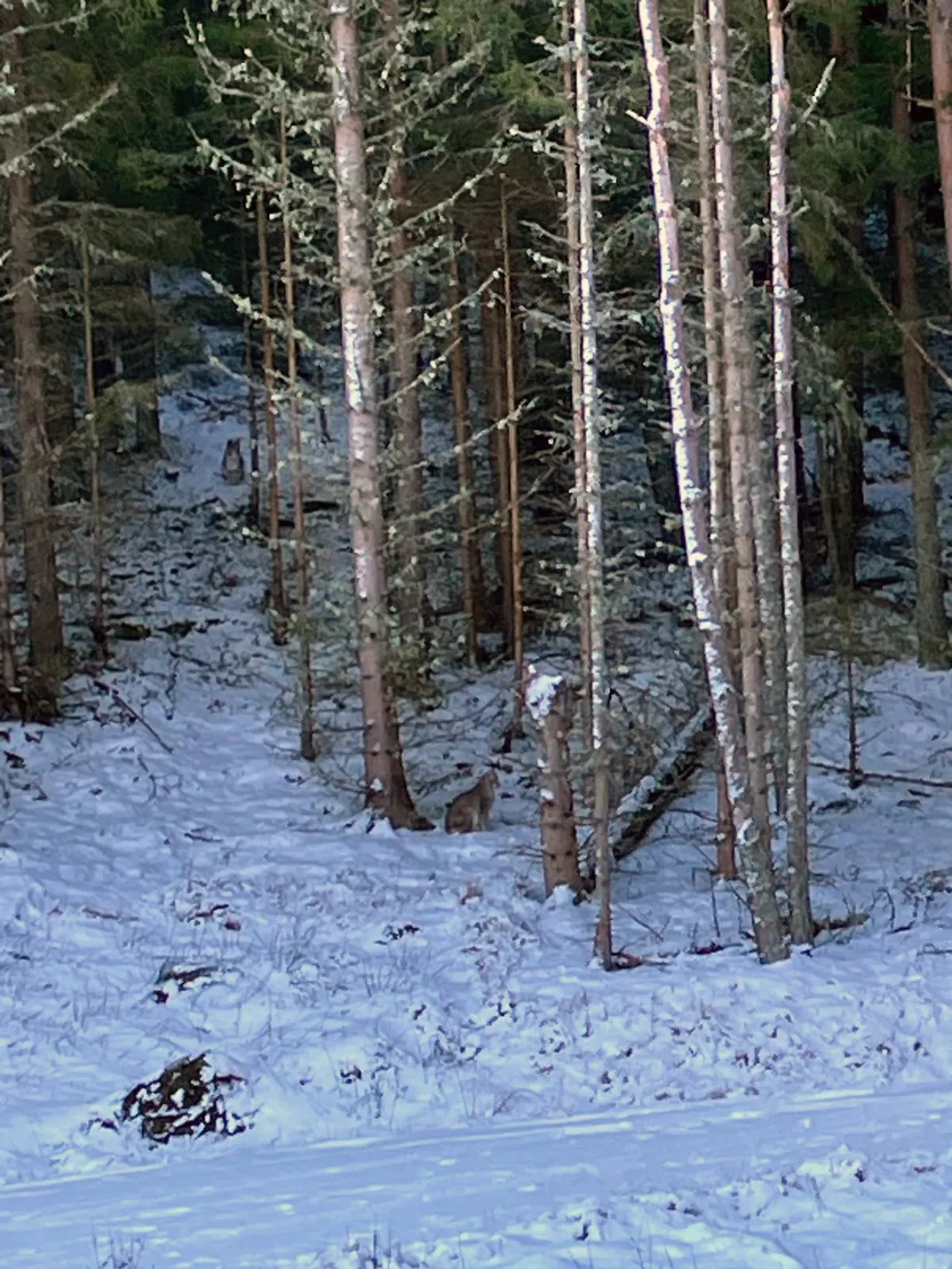 Lynx 1