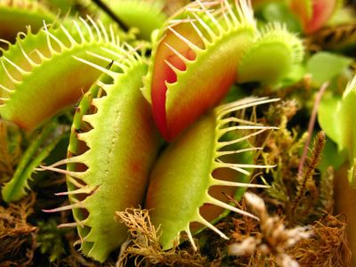 Even the venus fly trap, which takes an active role in catching its prey, is almost nothing like us.