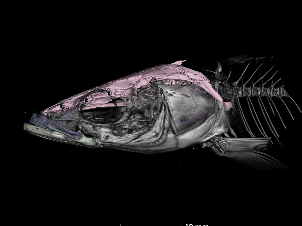 Minnow_Pseudaspius-leptocephalus_Skull bones colored.png