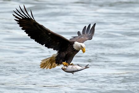Bald eagles that fly in the vicinity of airliners have been known to lose their grip.