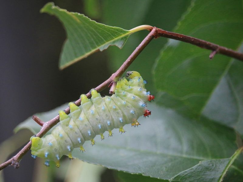 Cecropia Caterpillar | Smithsonian Photo Contest | Smithsonian Magazine