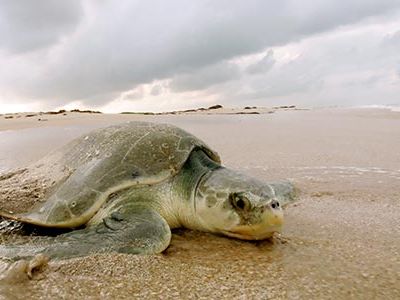 Kemp's ridleys are the world's smallest sea turtles and are also the most endangered.