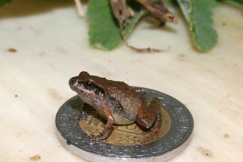 An image of a mini tan frog sitting on top of a Mexican coin.