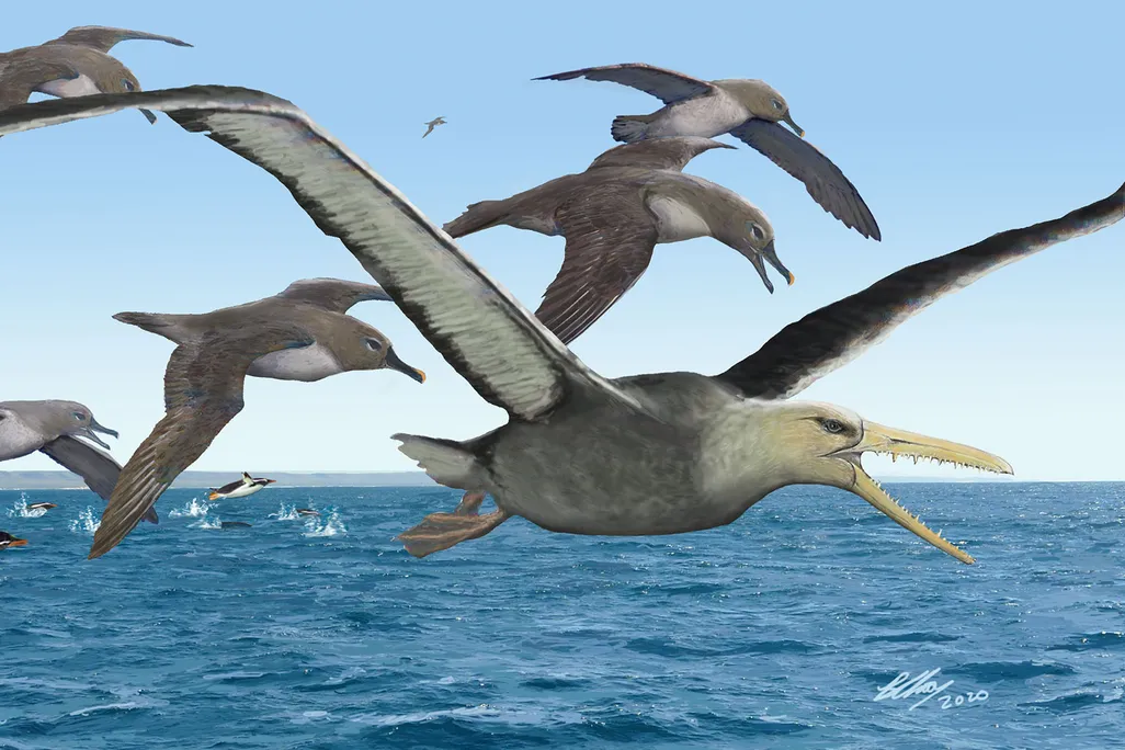 Pelagornithid