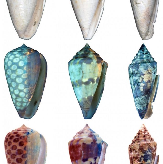 UV seashells