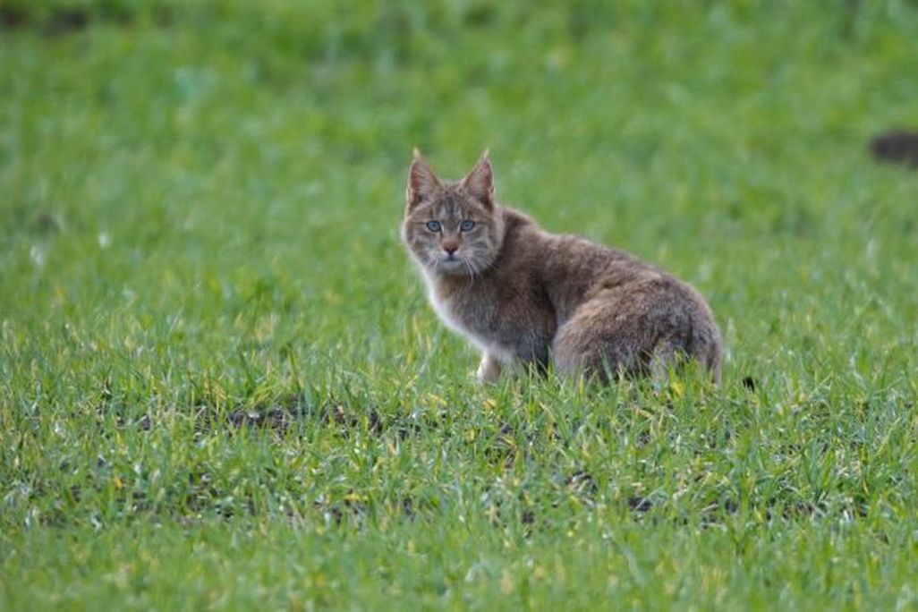 Chinese mountain cat