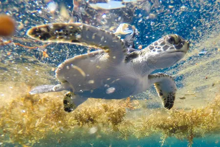 A young green sea turtle with a solar-powered satellite tag that was used to track it to the Sargasso Sea.  