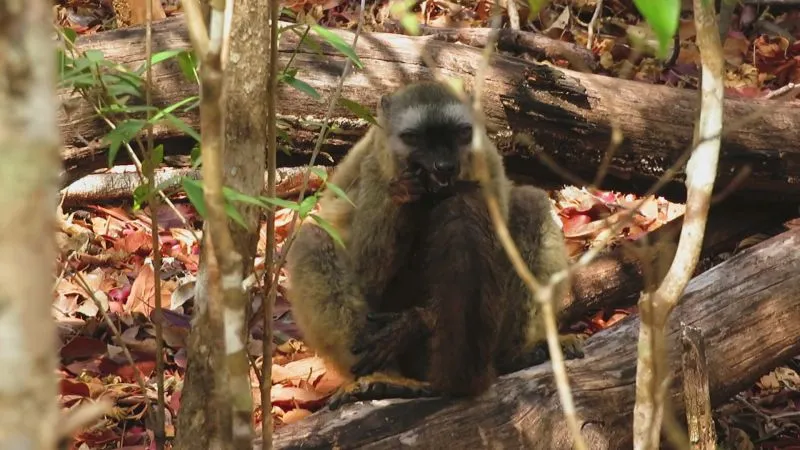 Lemurs Smear Bugs on Their Privates to Ward Off Infection