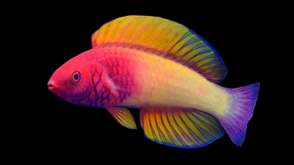 An image of a rainbow-hued male rose-veiled wrasse