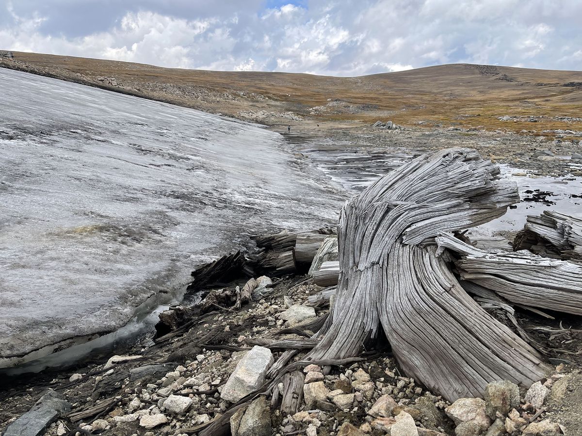 Melting Ice Reveals Remains of 5,900-Year-Old Trees in Wyoming, Uncovering a Long-Lost Forest