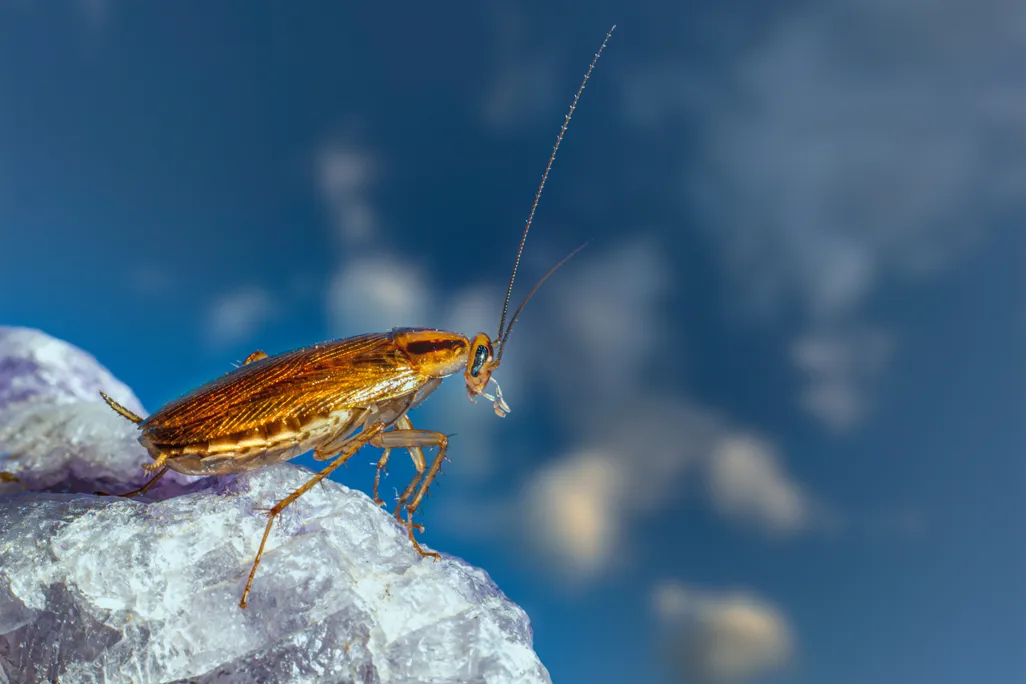 A cockroach