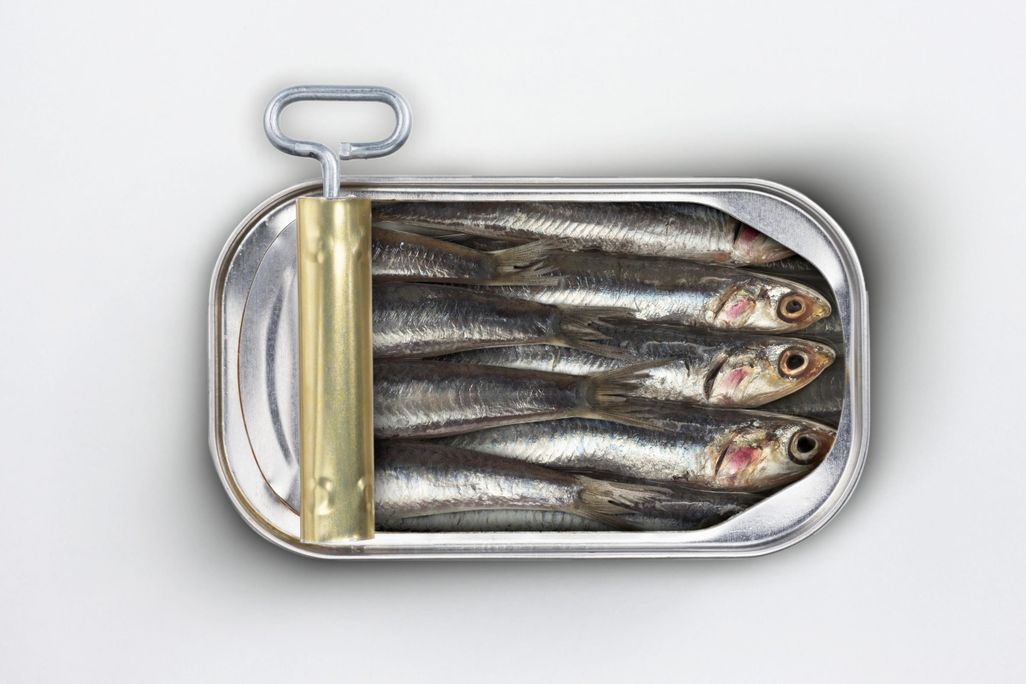 Sardines