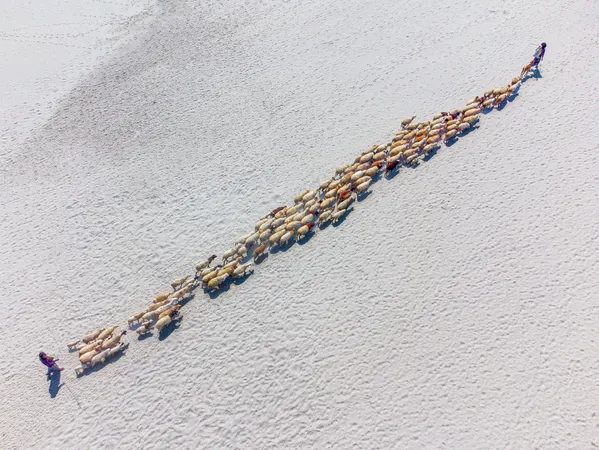 A flock of sheep, Lines of Survival thumbnail