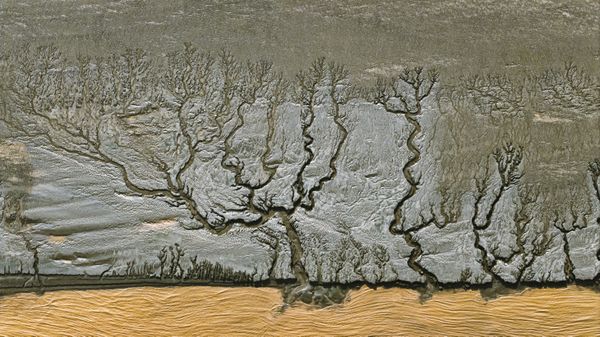 The tree shaped structure formed by tides thumbnail